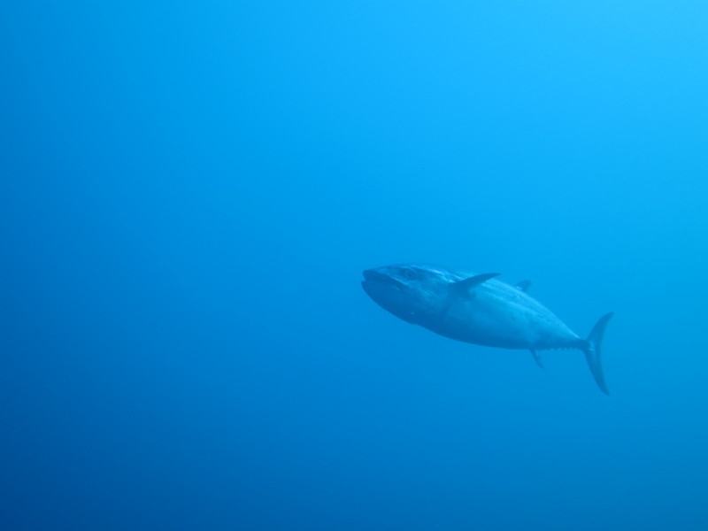 Maldives - April 2019